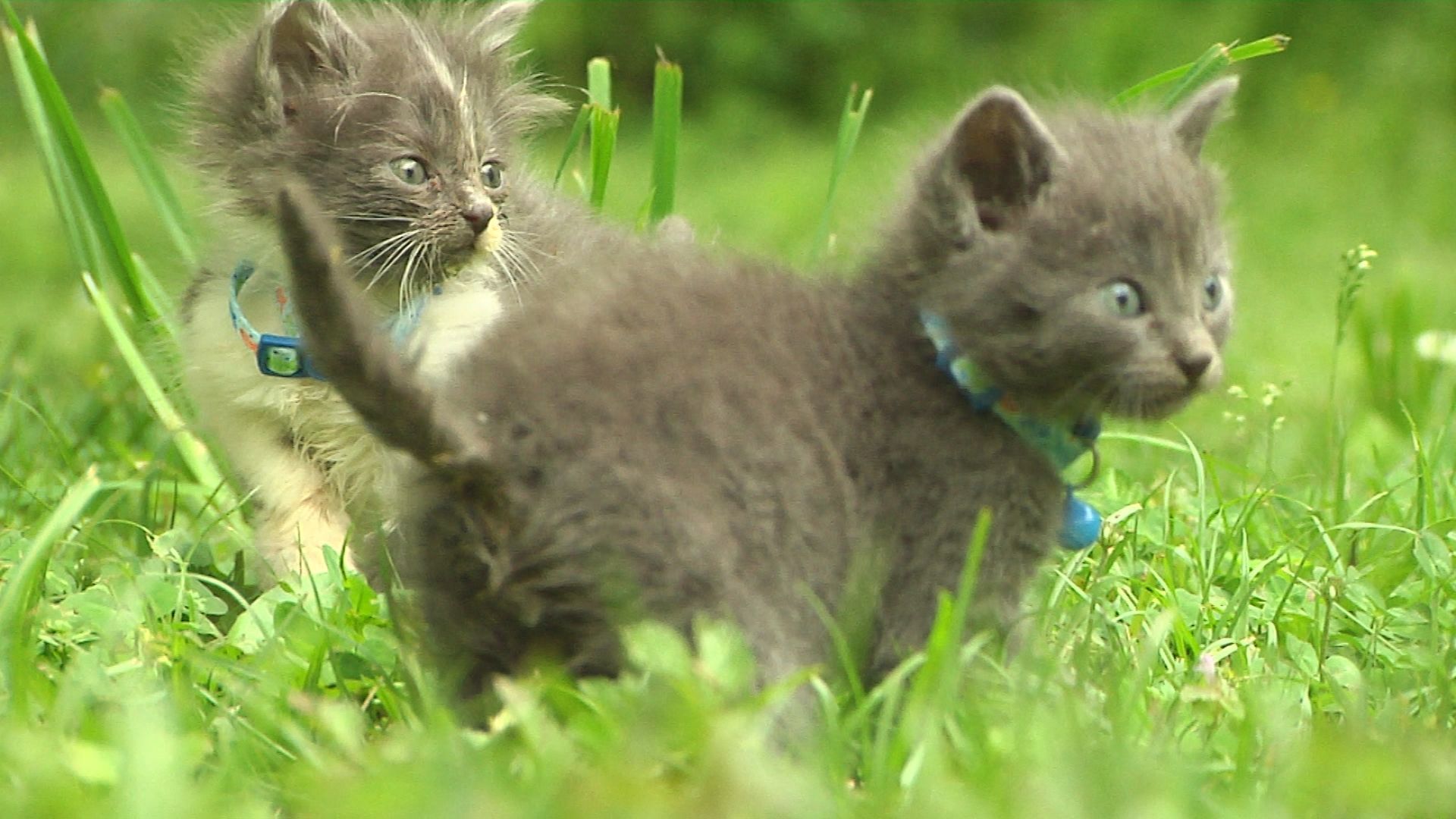 Kittens